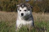 ALASKAN MALAMUTE 530